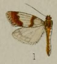 01-Gonodiscus australiensis=Scoparia australiensis (Hampson 1898).JPG