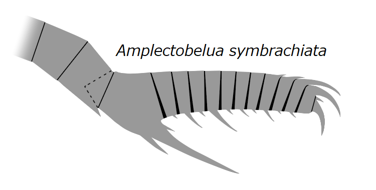 File:20191221 Radiodonta frontal appendage Amplectobelua symbrachiata.png