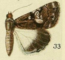 33-Catephia scylla Fawcett, 1916.JPG