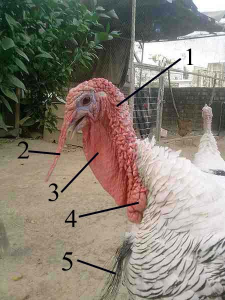 File:Anatomy of turkey head.jpg