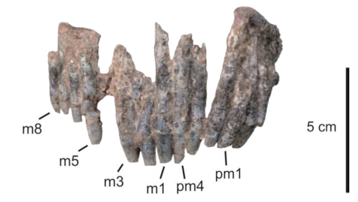 File:Bajadasaurus tooth row.png