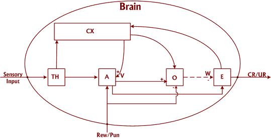 Computational Model of Emotional Learning2.JPG