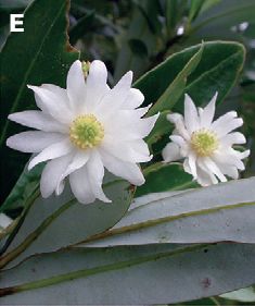 File:Flowers of Drimys granadensis.jpg
