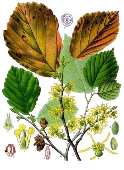 File:Hamamelis virginiana - Köhler–s Medizinal-Pflanzen-070.jpg