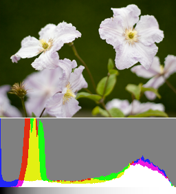 An image exposed to the right (+1 EV) and its histogram. Details in the shadows are already discernible and the flowers are fully recoverable in post-production.