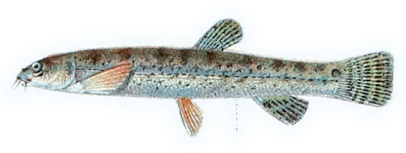 File:Lepidocephalichthys hasselti Bleeker.jpg