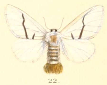 File:Pl.2-22-Gazalina transversa (Moore, 1859).JPG