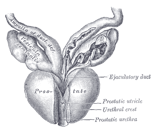File:Prostate - Gray1153.png