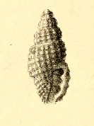 File:Pseudodaphnella cnephaea 001.jpg