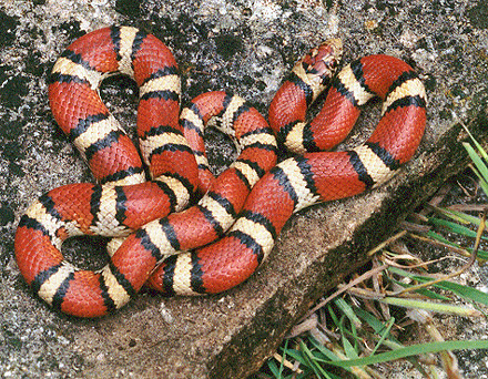 File:Red milk snake.JPG