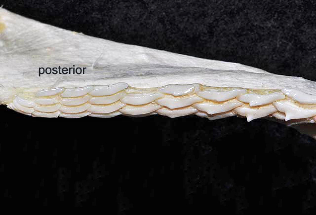 File:Sphyrna tiburo upper teeth posterior.jpg