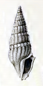 Crassispira tasconium 001.jpg