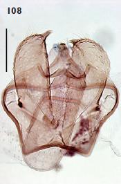 Ectoedemia spiraeae male genitalia.JPG