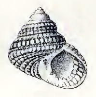 Herpetopoma scabriusculum 001.jpg