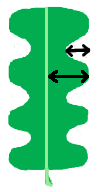 File:Leaf morphology division pinnately-parted.png