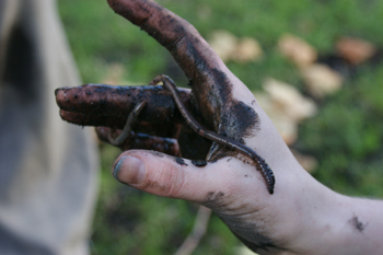 OPALEarthwormsurvey.JPG