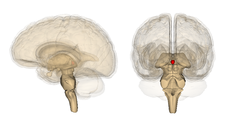 File:Pineal gland.png