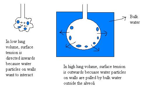 File:Surface tension and lung volume.jpg