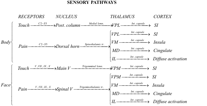 File:Touch Pain Pathways.png
