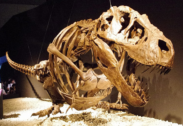 File:Tyrannosaurus resting pose.jpg