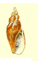 Daphnella crebriplicata 001.jpg