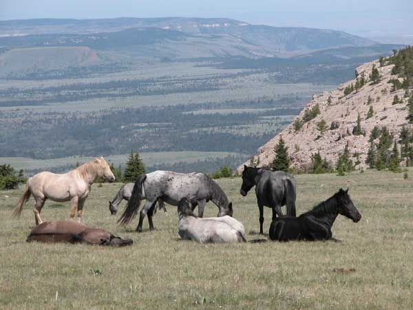 File:Feral horses - Pryor Mountain Wild Horse Range - Montana.jpg