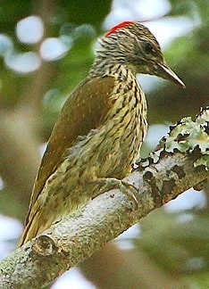 Flickr - Rainbirder - Mombasa Woodpecker (Campethera mombassica) (1) (cropped).jpg