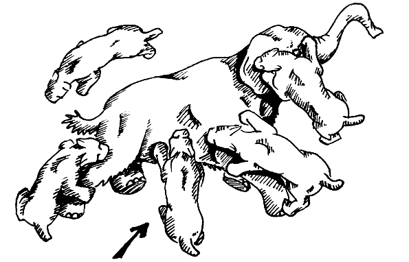 File:Homotherium shearing bite grouping.PNG