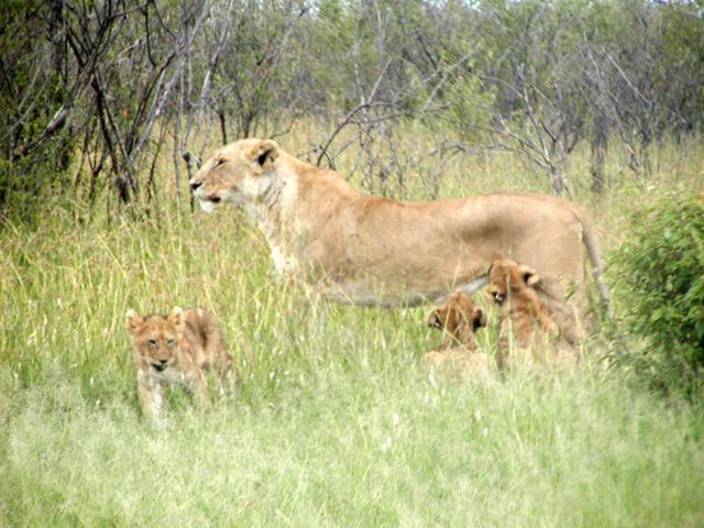 File:Mother lion and cubs.jpg