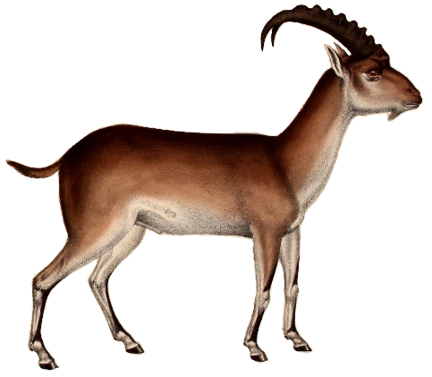 File:Walia ibex illustration white background.png