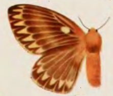 Cotana dubia female.jpg