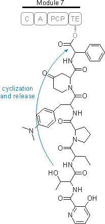 Cyclization Streptogramin B.png