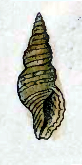 Daphnella ticaonica 001.jpg