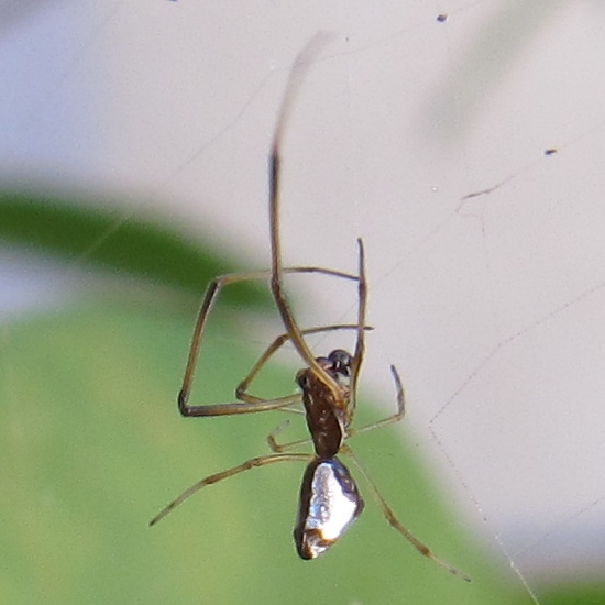 File:Dewdrop spider in an Argiope argentata web in California (cropped).jpg