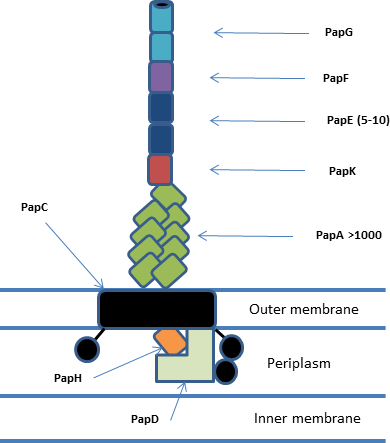 File:Overview of Pap system structure.png