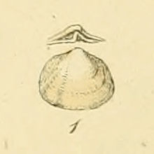 Poromya granulata (Sowerby).jpg