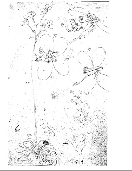 File:Stylidium spathulatum - Bauer sketches.jpg