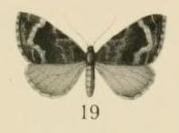 Aurevilius, 1910. Pl.2-19-(Cidaria) Ecpetala unduligera (Aurivillius 1910).JPG