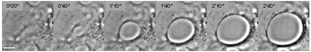 Snapshot sequence of cellular dewetting