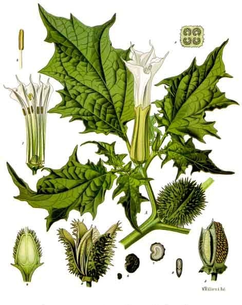 File:Datura stramonium - Köhler–s Medizinal-Pflanzen-051.jpg