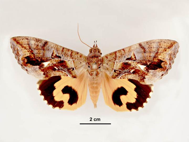 File:Eudocima phalonia female dorsal.jpg