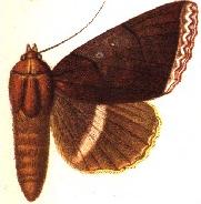 Lagoptera rubida.JPG