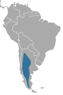Patagonian Weasel area.png