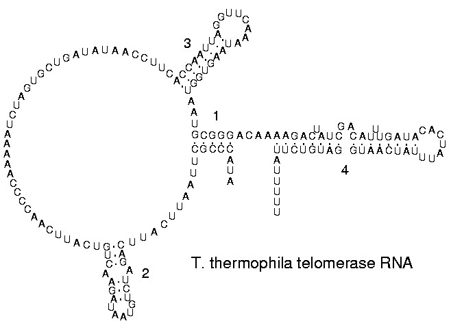 File:Ciliate telomerase RNA.JPG