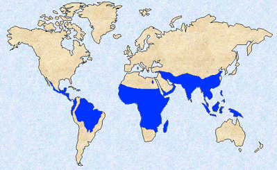 File:Malaria geographic distribution.png
