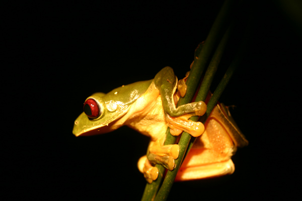File:Misfit leaf frog.jpg