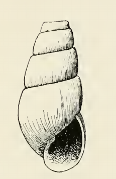 Odostomia parella 001.png