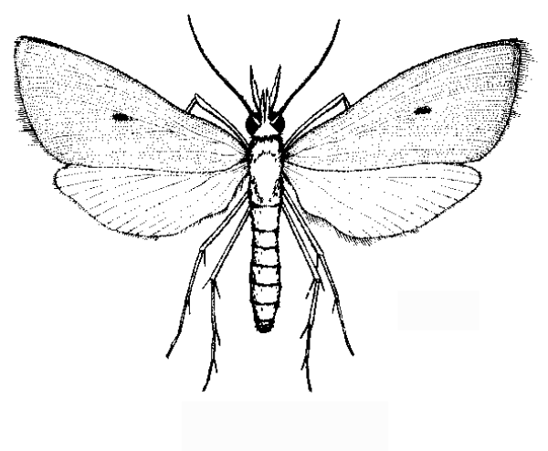 File:Scirpophaga incertulas female moth.png