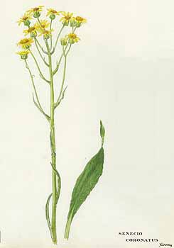 Senecio coronatus01.jpg