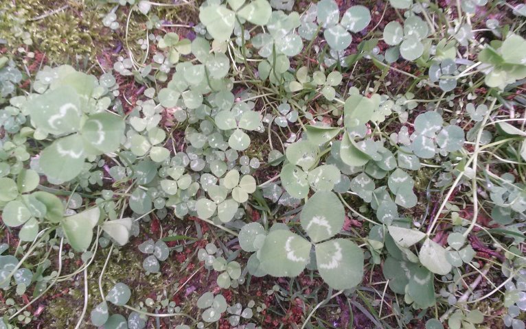 File:2017-07-12 1655 clover.png